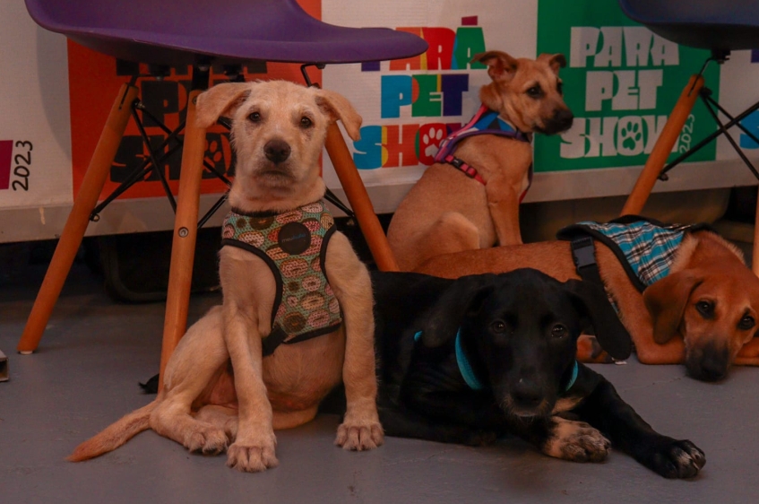 Evento oferece serviços gratuitos de saúde animal e programação completa para a família