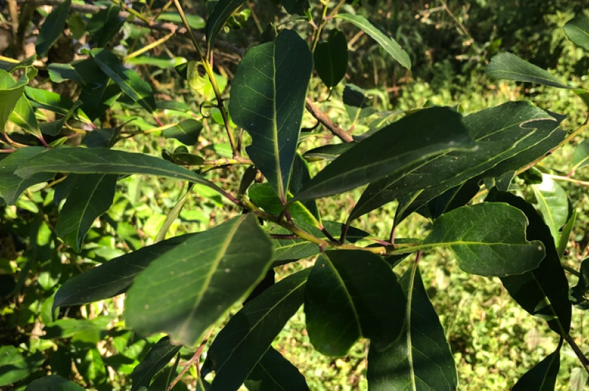Erva-mate sombreada foi reconhecida como Patrimônio Agrícola Mundial