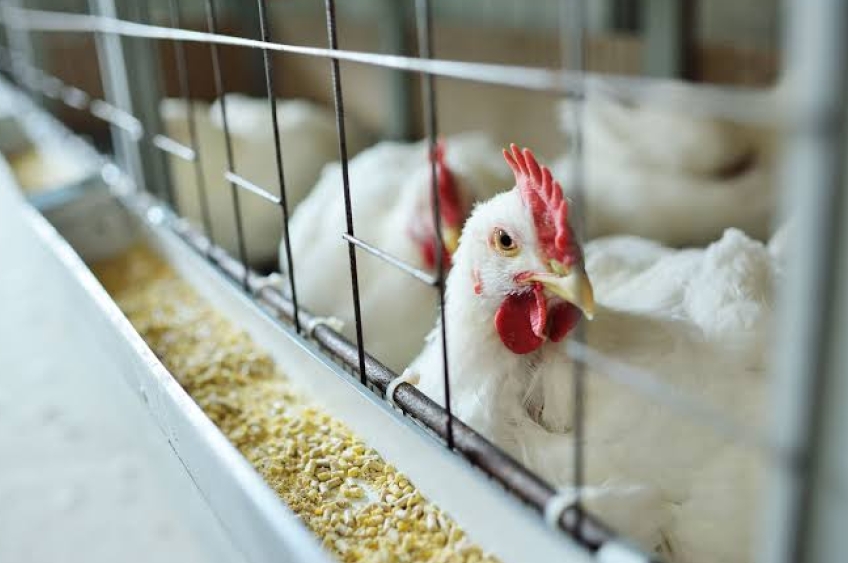 Após surto em granja, Brasil busca retomar exportações de frango