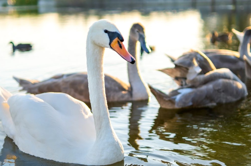 Gripe aviária atinge zoológico no RS e mata patos e gansos