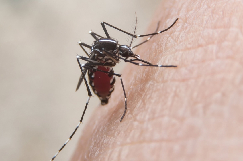 Dengue avança e Brasil ultrapassa 500 mil casos em 2024