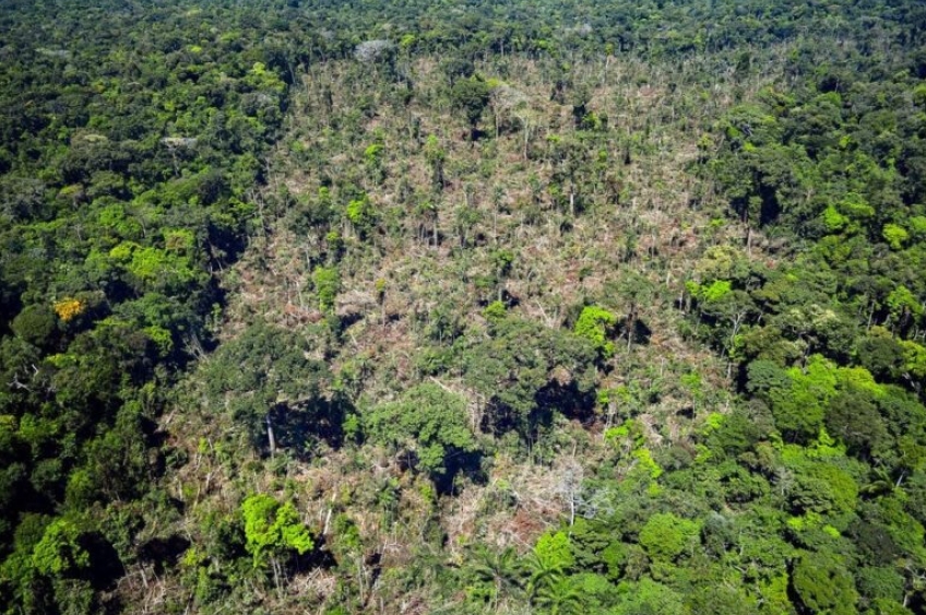 Incêndios provocam destruição histórica de florestas, segundo WRI