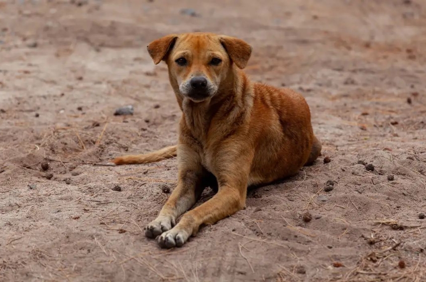 Vira-lata caramelo passa a ser reconhecido como expressão cultural de São Paulo
